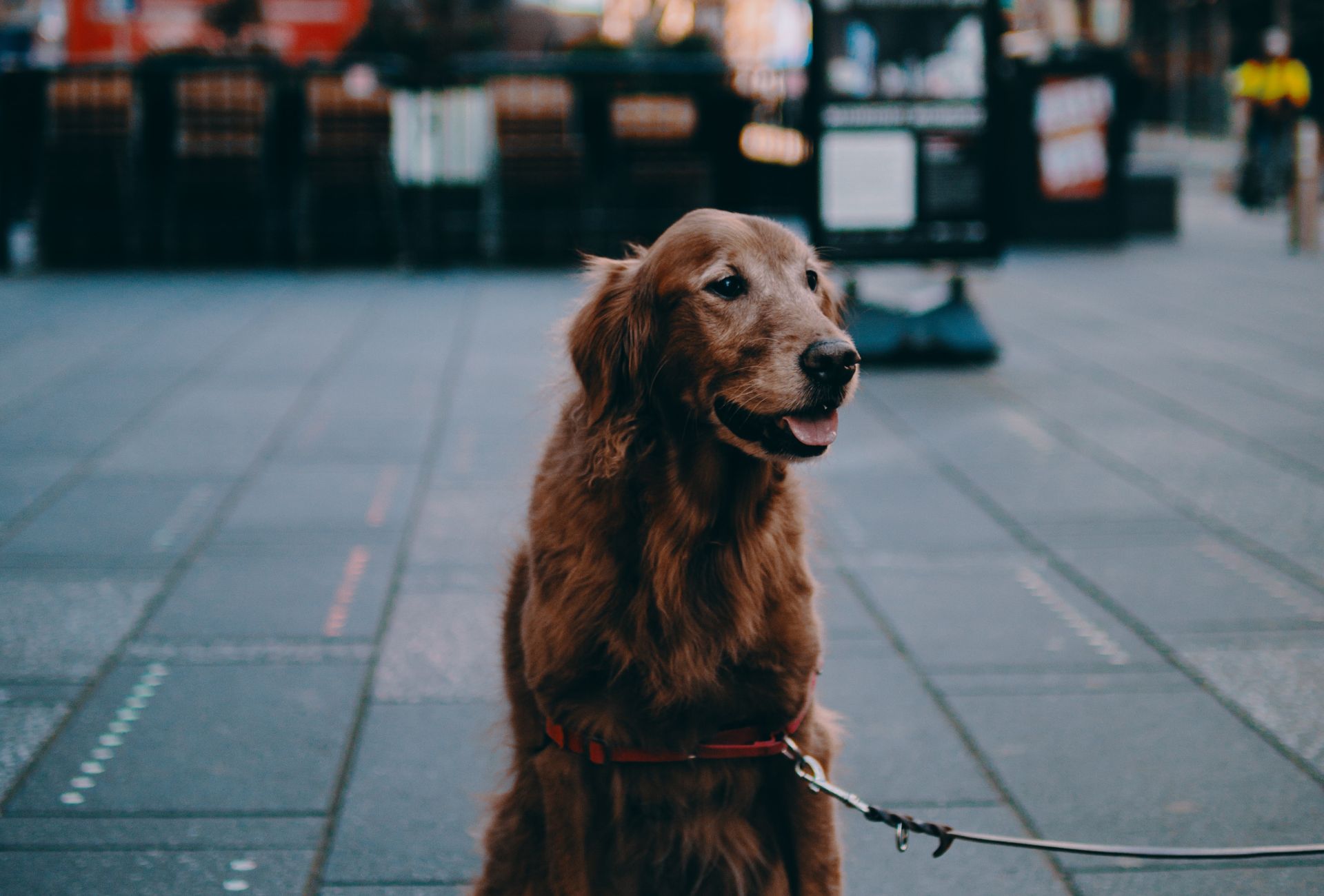 Senior Golden Retriever sitting on sidewalk.