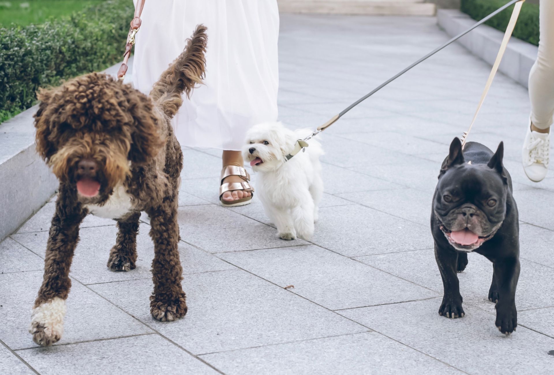 Three dogs walking on leashes in the city.