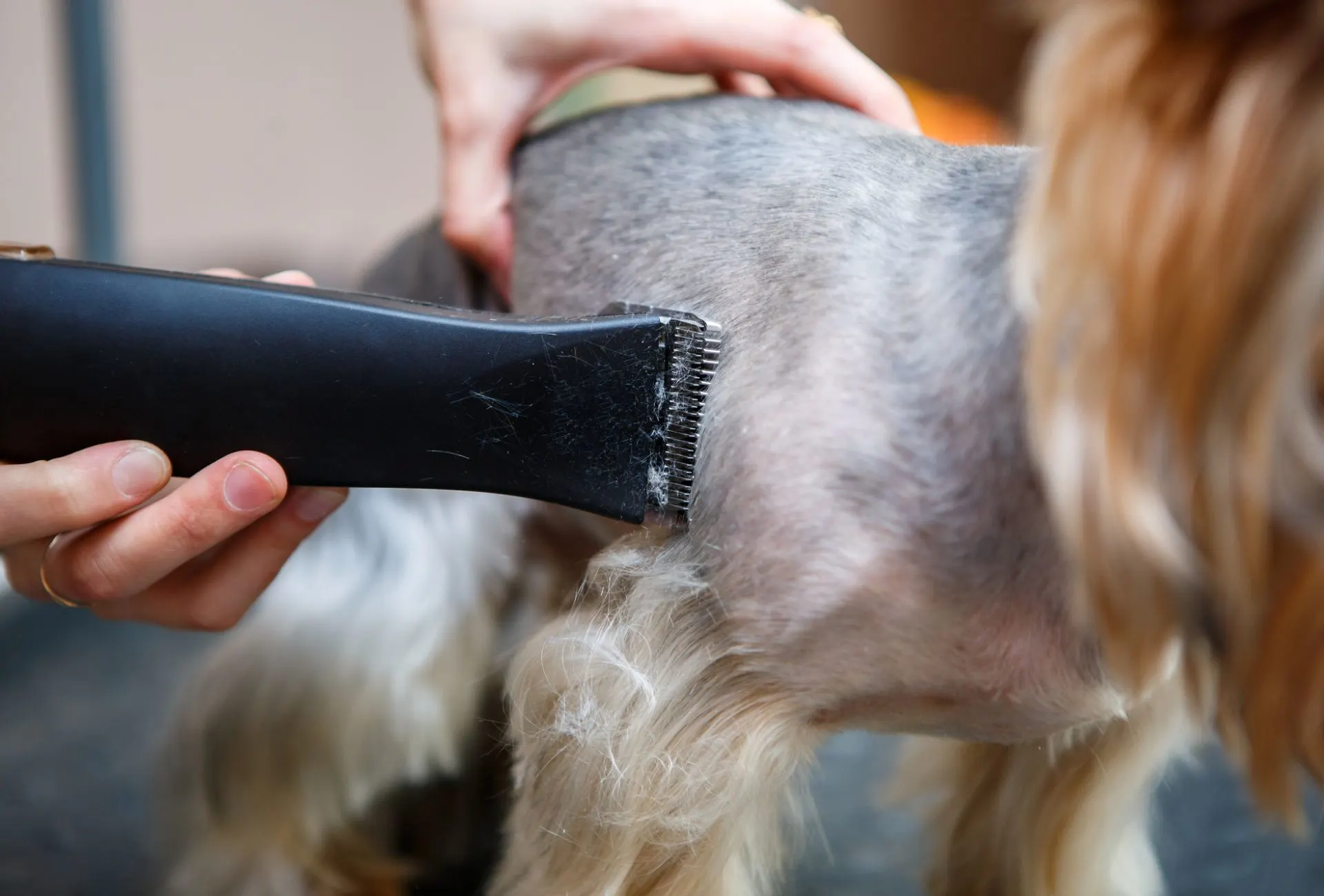 Dog hair sale grow back