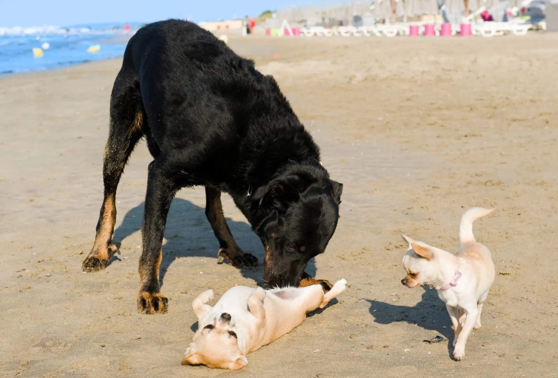 Beauceron is forcefully smelling a small dog who is lying on their back on a beach.