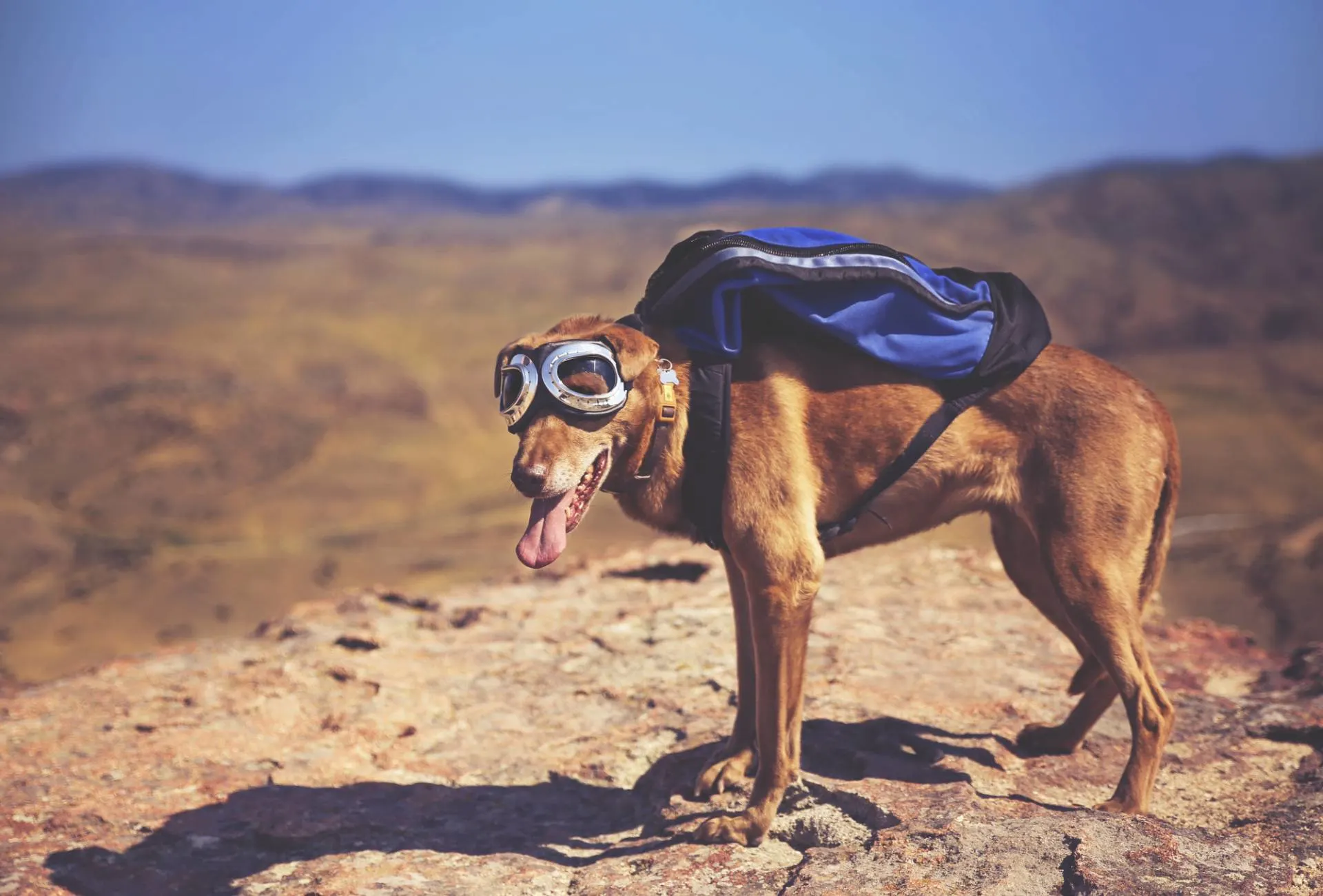 Dog stands on a mountain with a backpack and sunglasses.