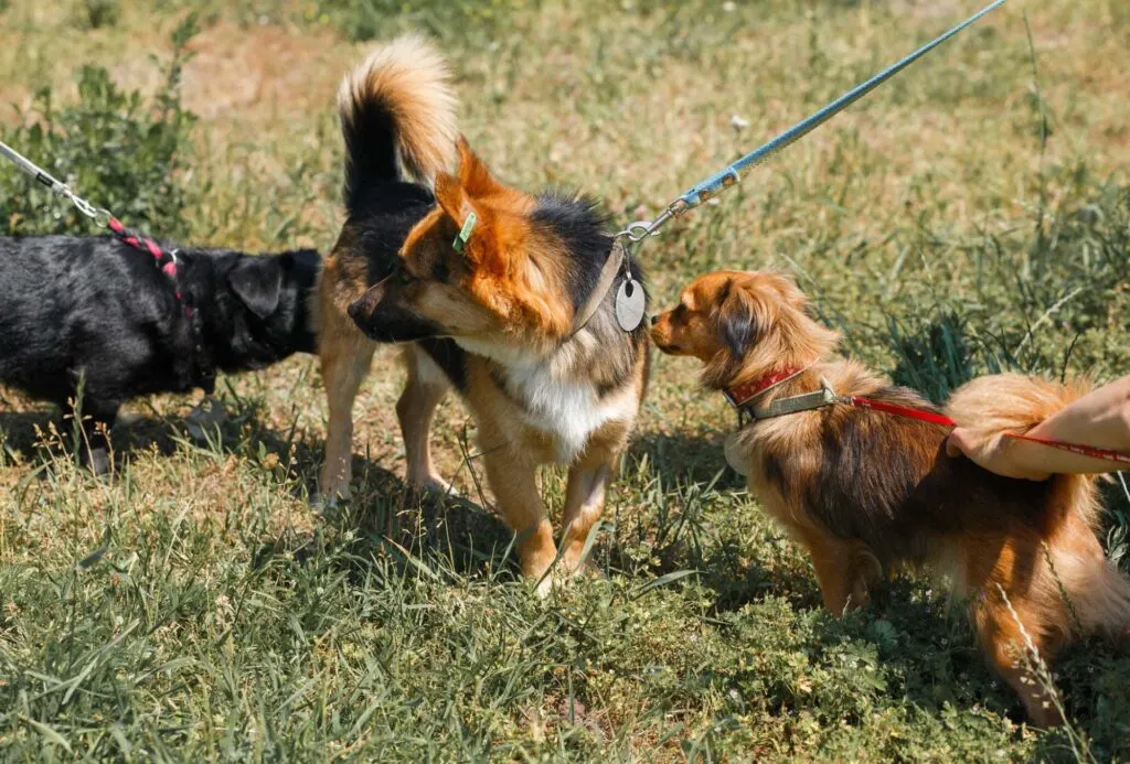 Two small dogs crowd a leashed dog, one is smelling the private area.