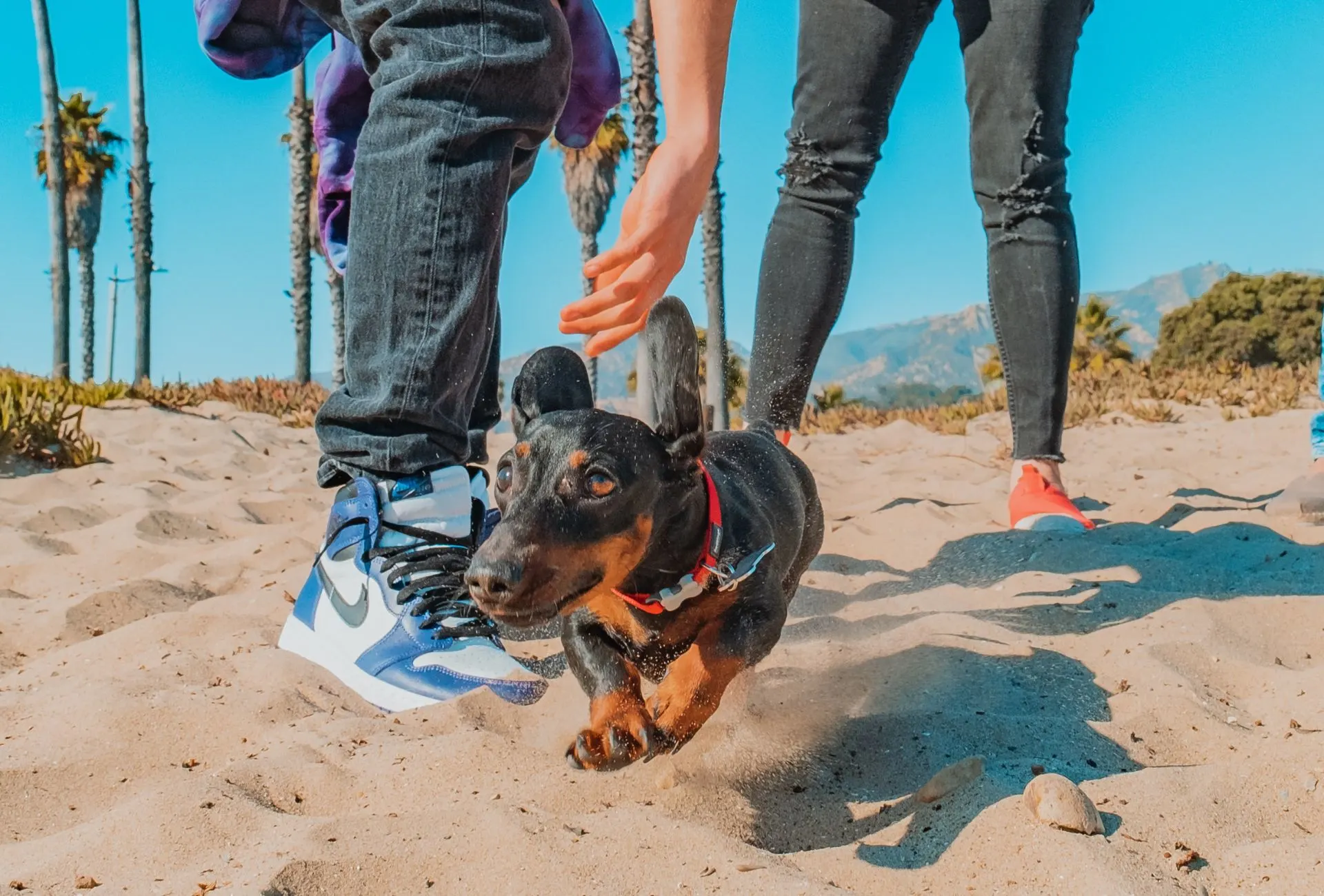 Dachshund running across the beach.