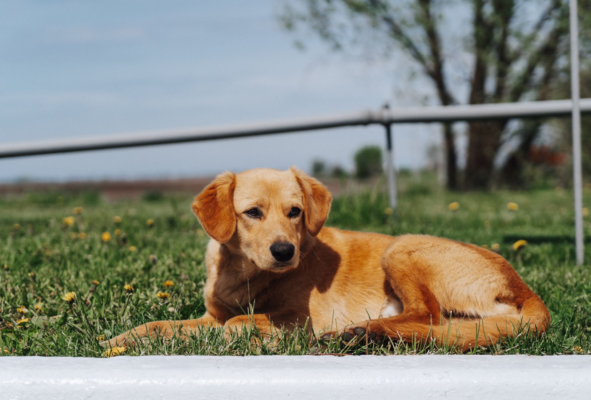 Brown, young dog lying on grass outdoors.