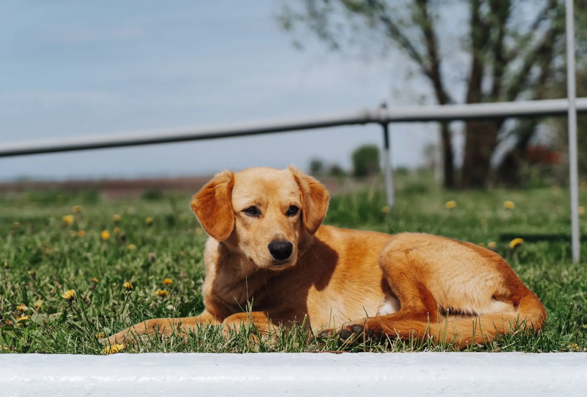 Labrador pregnant hot sale first heat