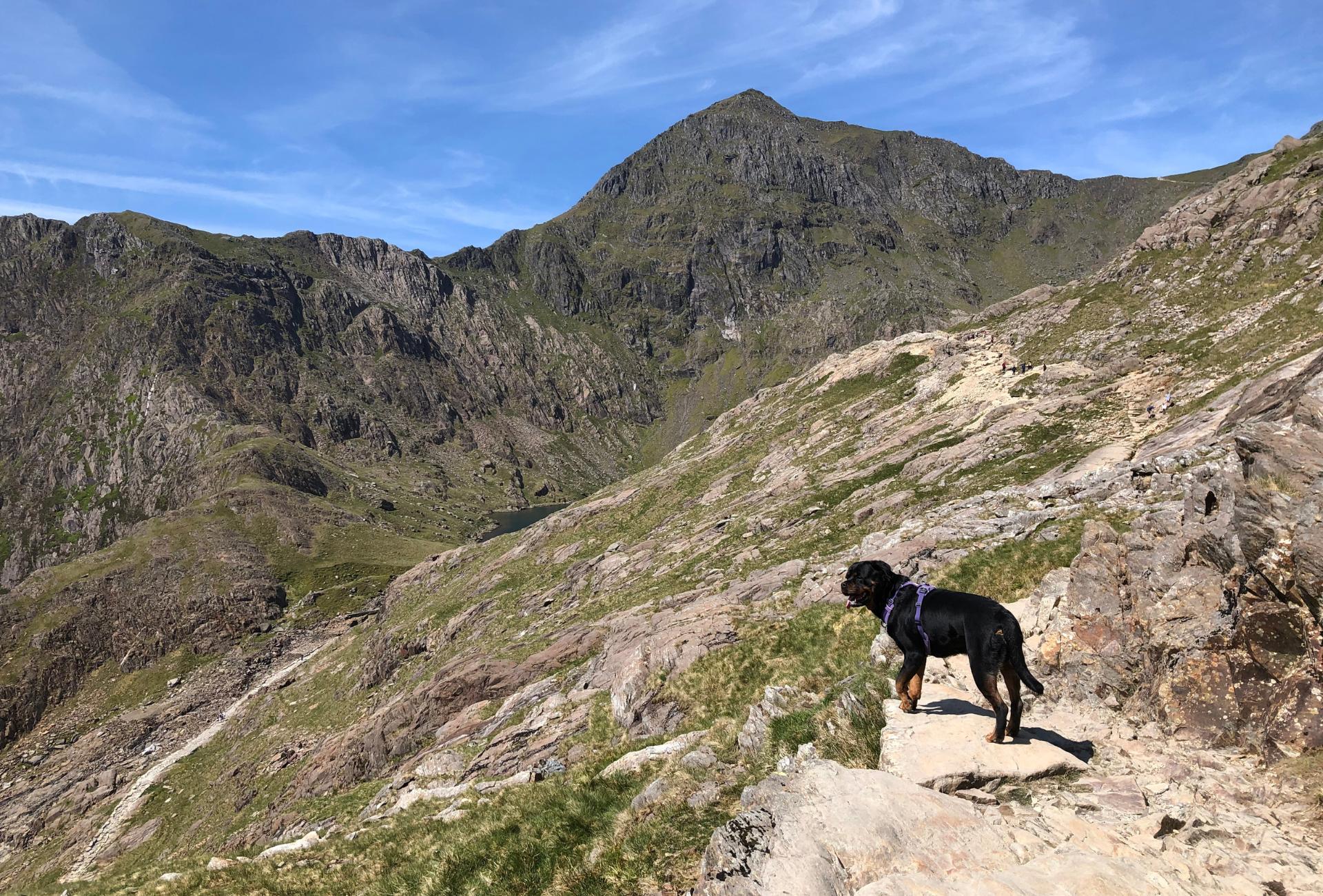 Rottweiler on the Pyg hiking route up Snowdon.