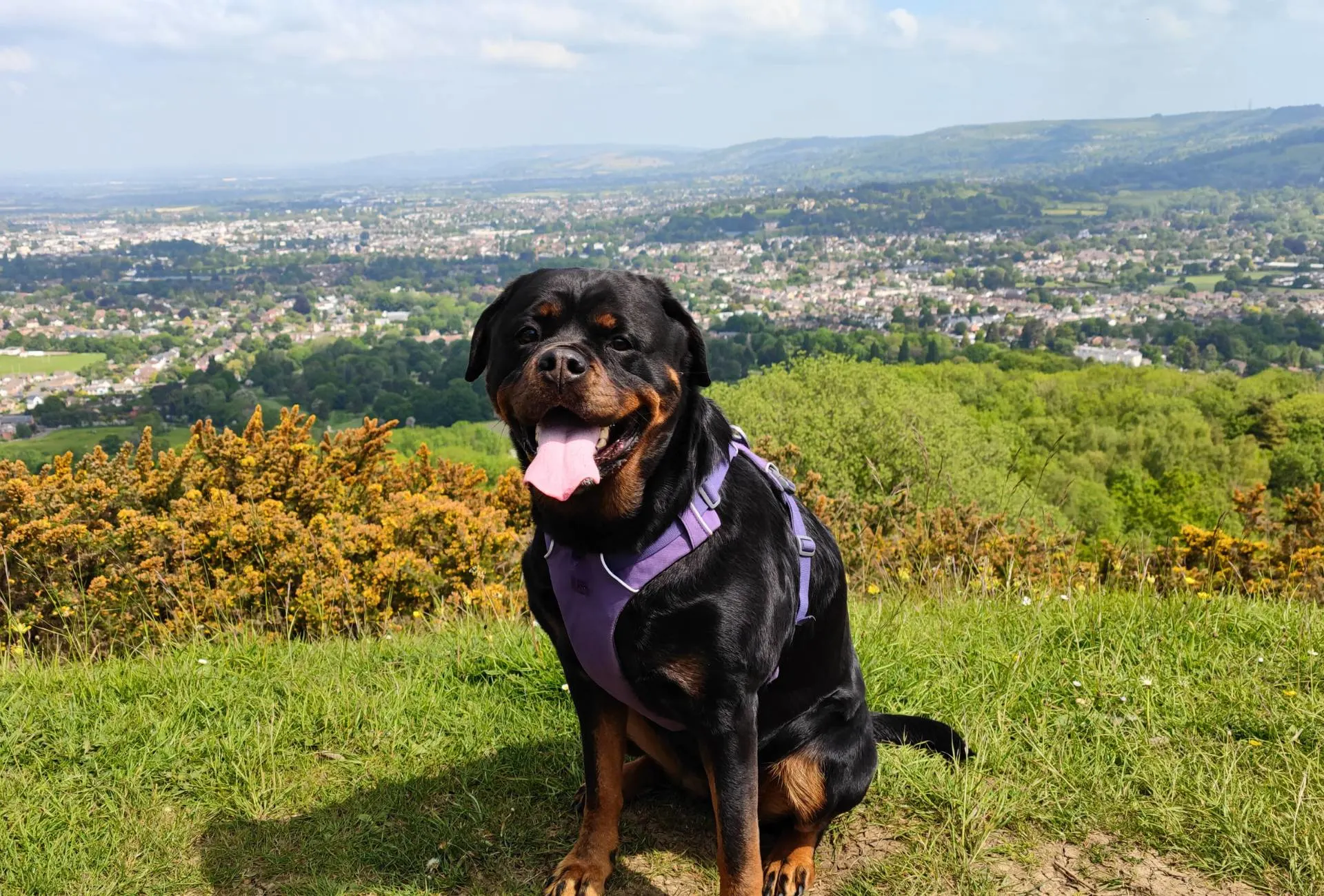 Rottweiler on top of Leckhampton Hill in the Cotswolds.