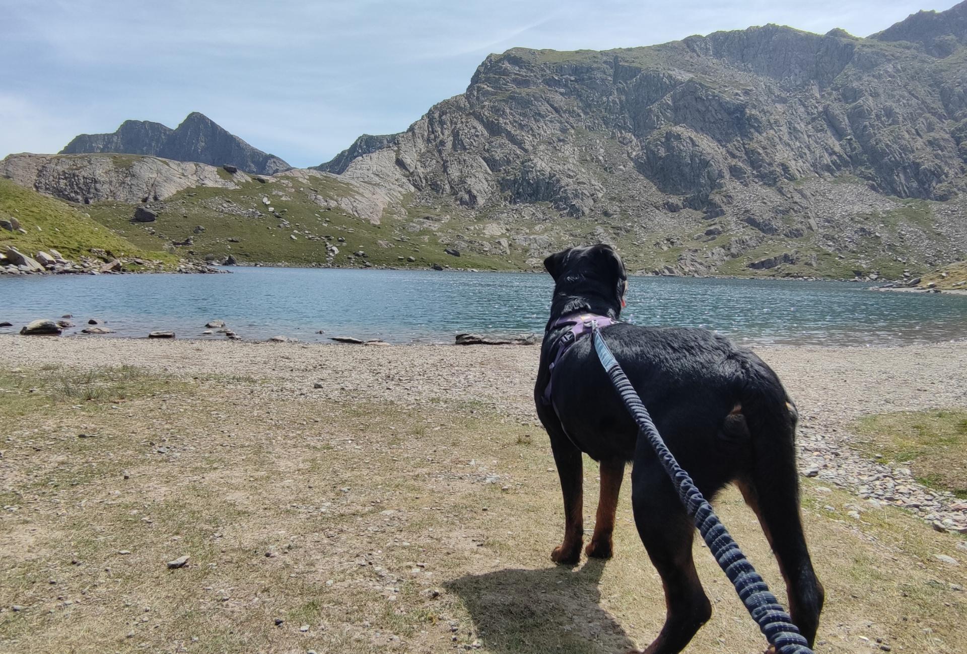 My Rottweiler Amalia at the lake Glaslyn after ascending the Miners' path.