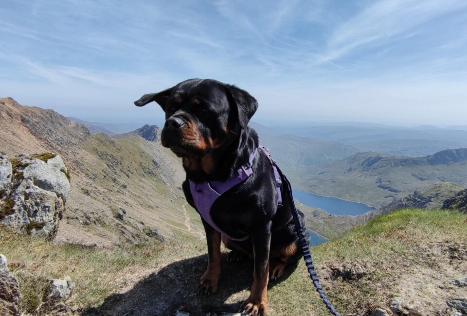 Climbing Snowdon With My Dog + Best Route Up For Your Pup PawLeaks