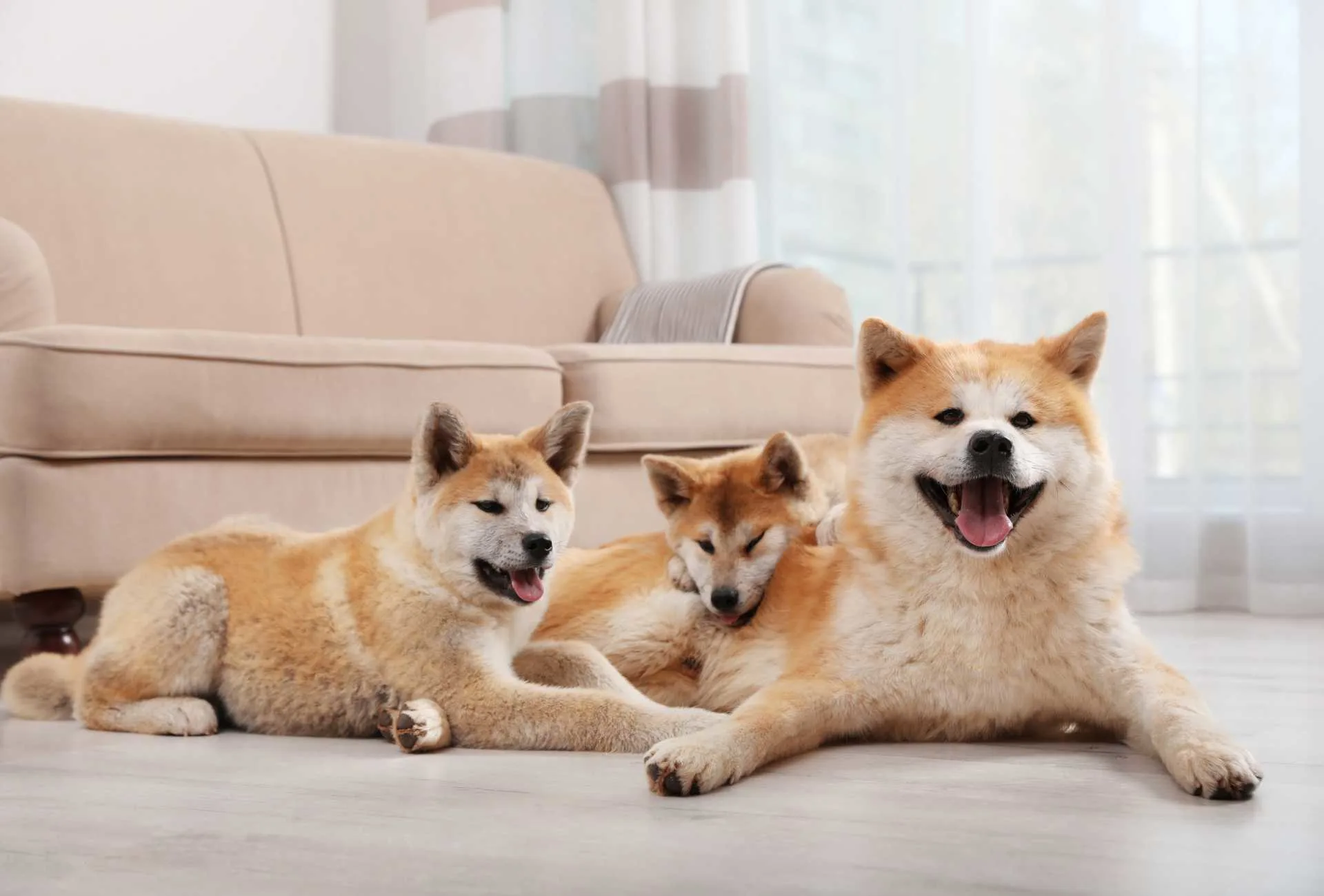 Two cute Akita puppies with an adult dog at home in front of a couch.