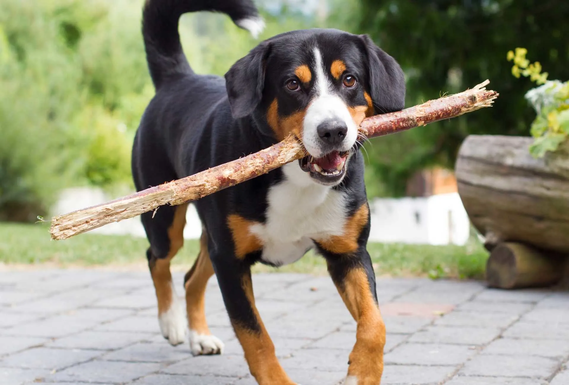 Appenzeller Sennenhund carrying a long stick.