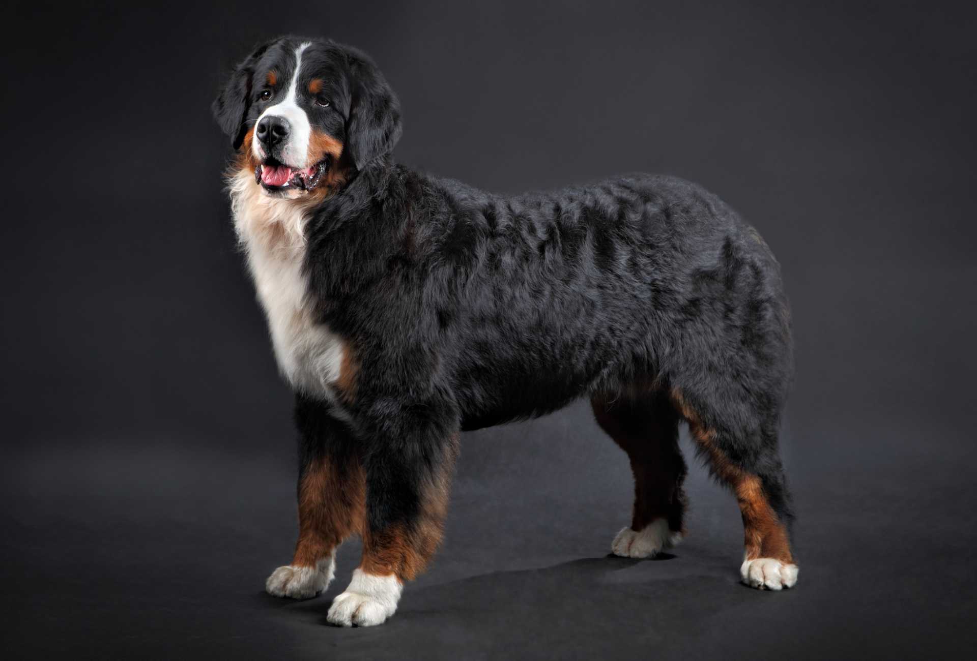 Full body shot of a Bernese Mountain Dog in front of a black background.