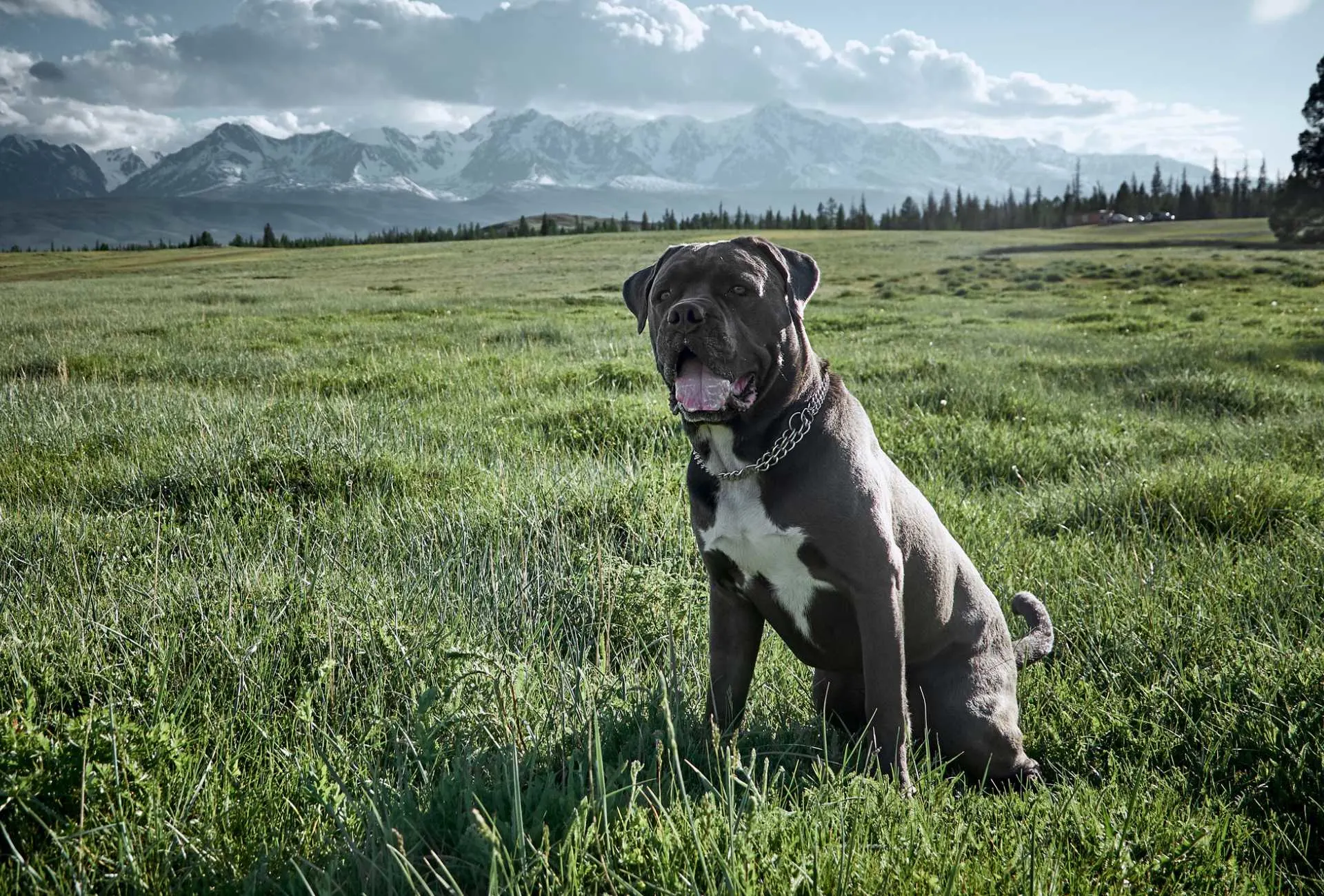 Cane Corso sitting on green grass against the backdrop of a mountainous landscape.