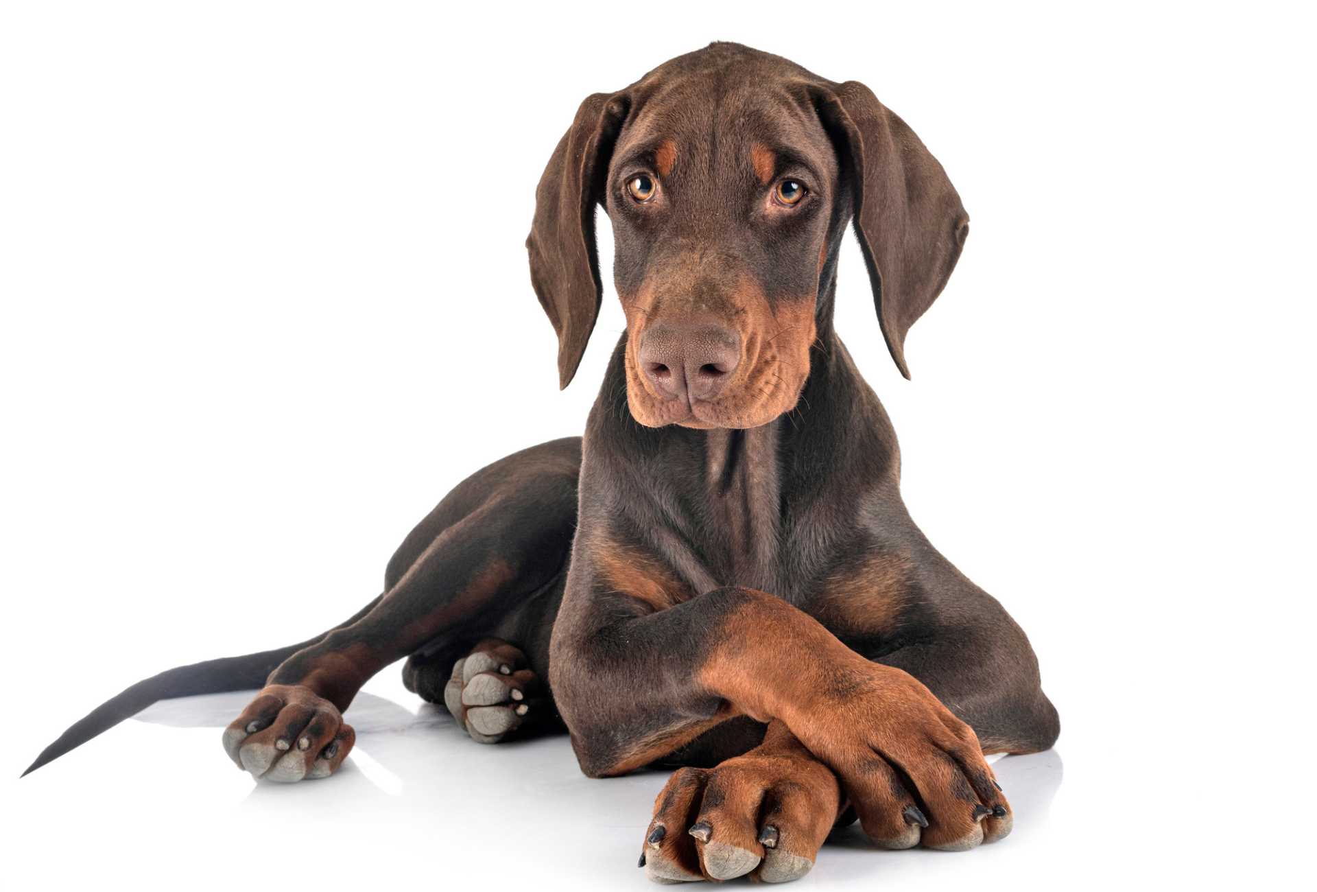 Doberman puppy with their paws crossed in front of white background.