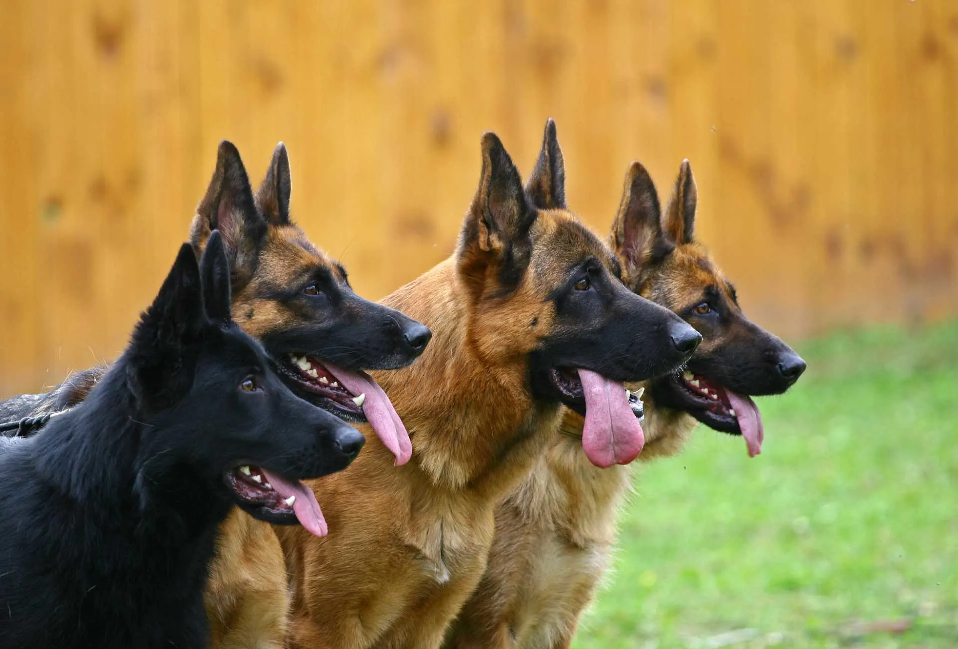 Four German Shepherds looking sideways with their tongues out.