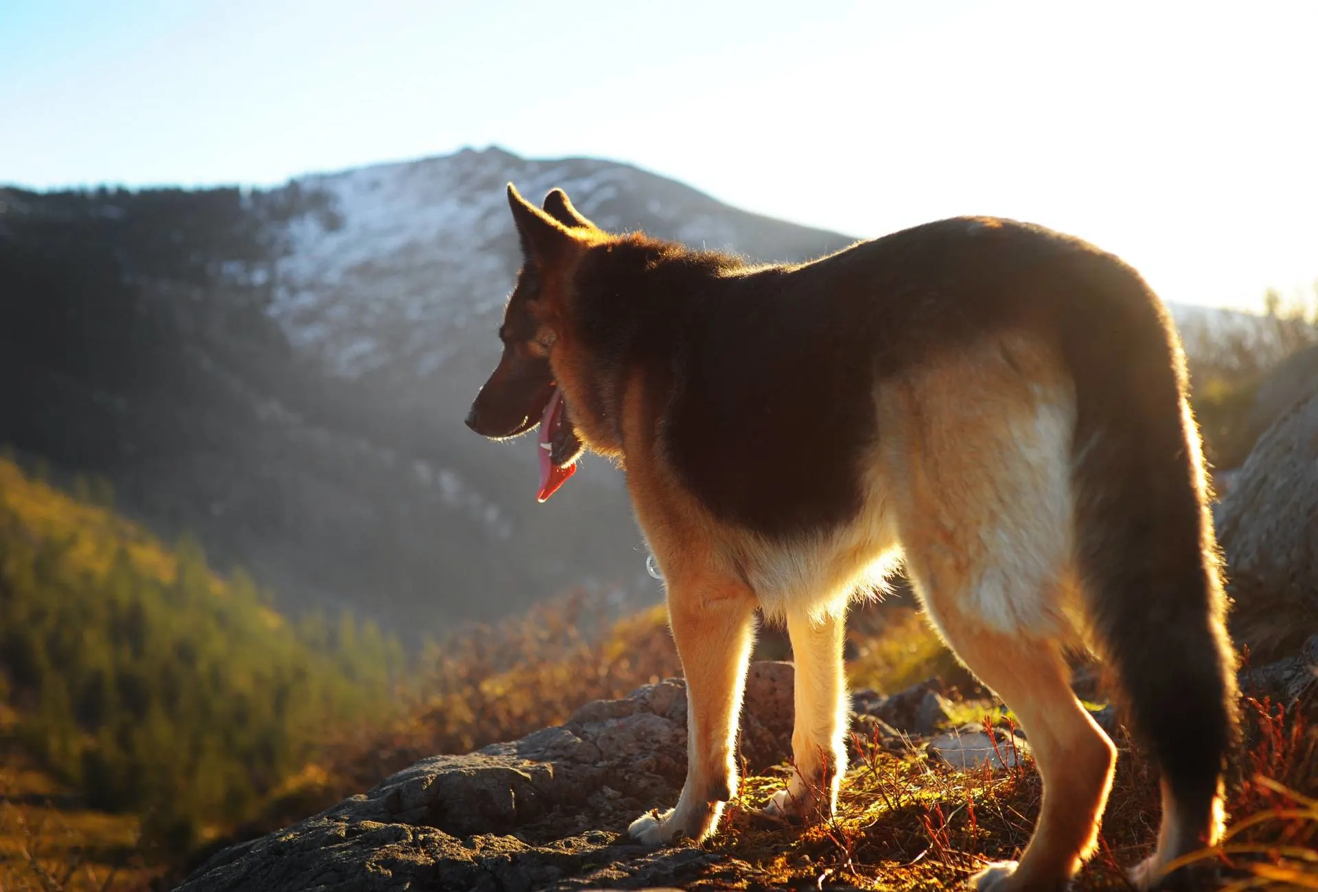 German Shepherd stands outdoors.