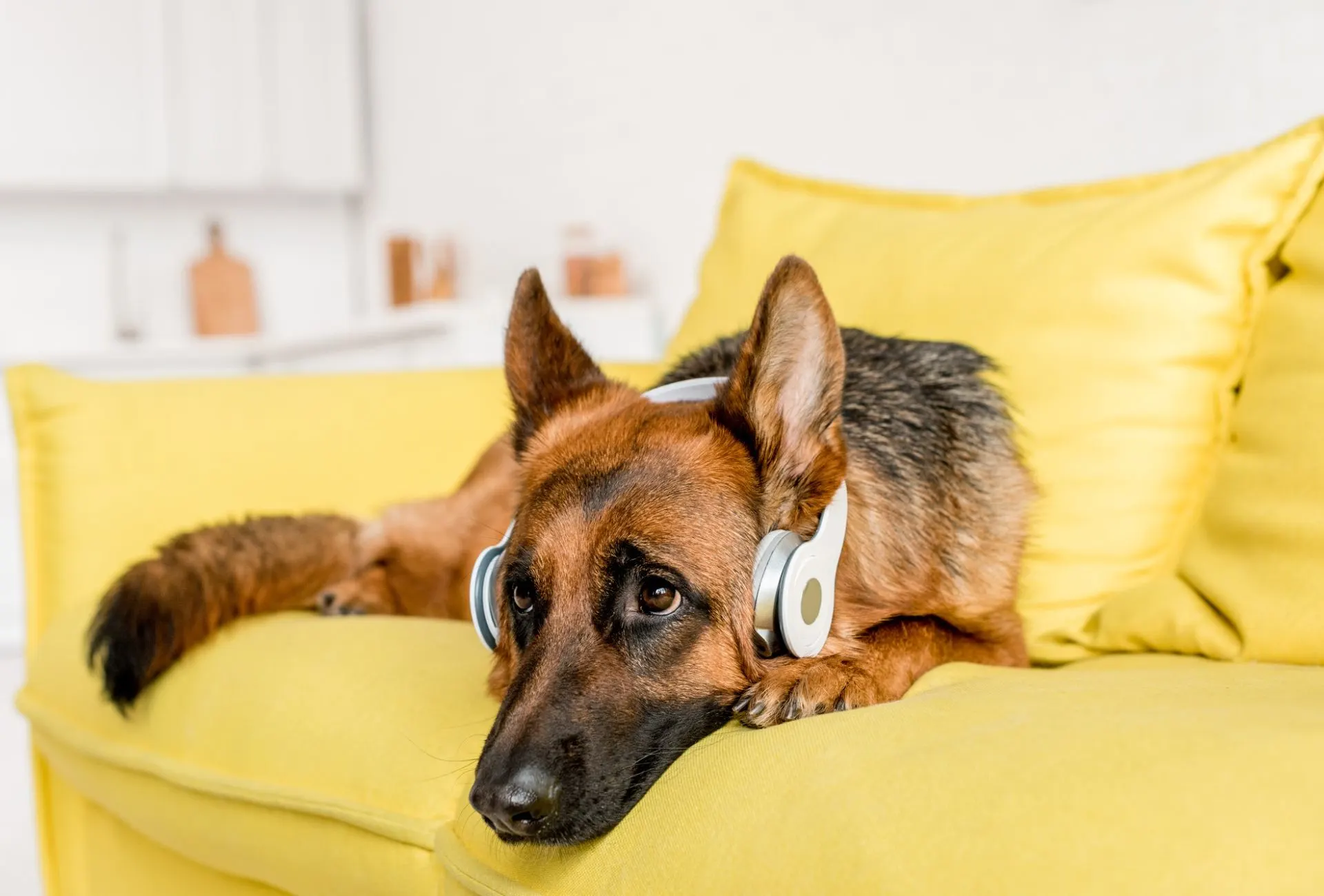 German Shepherd wearing headphones and lying on bright yellow couch.