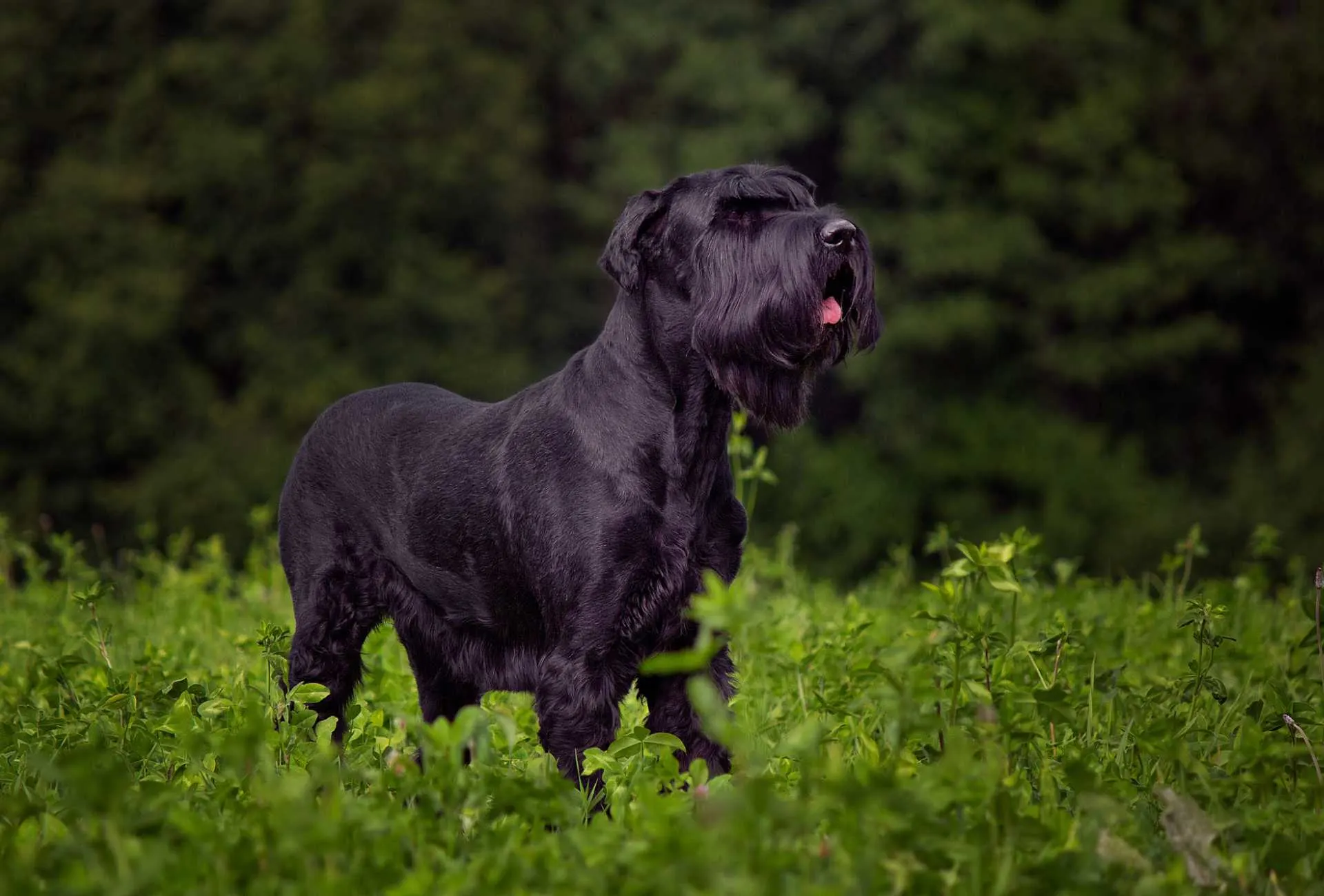 Riesenschnauzer standing in a clover field.