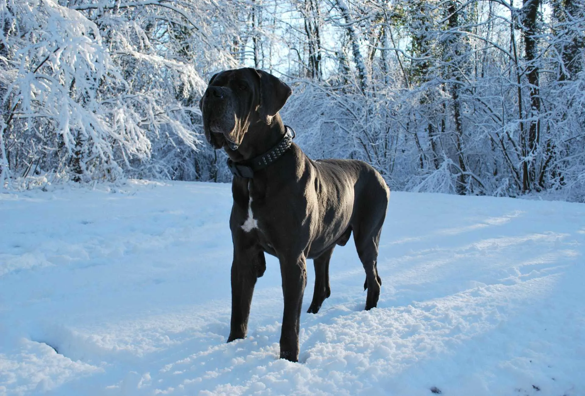 A big black Great Dane amidst a snowy landscape.