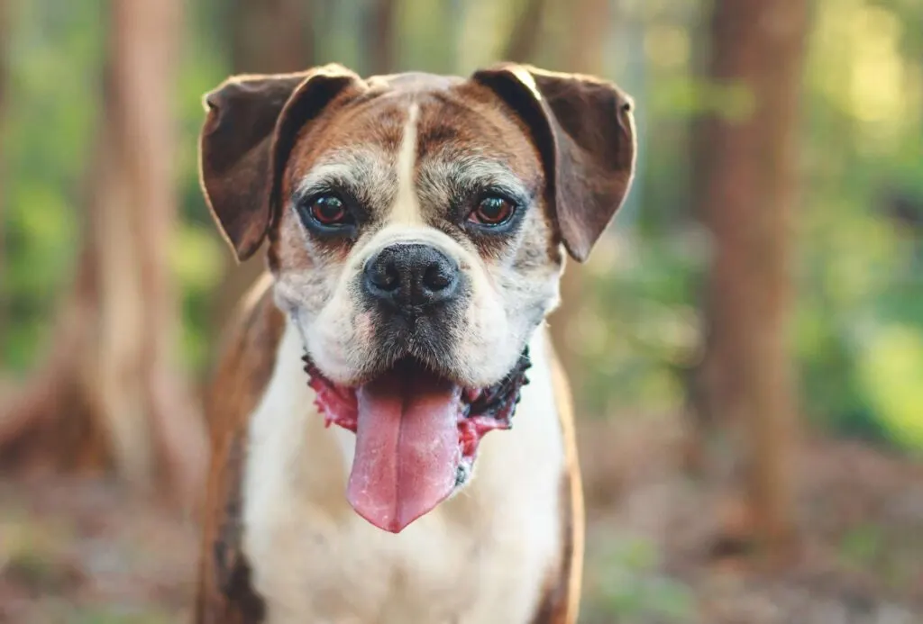 Senior Boxer dog outdoors looking directly into the camera.
