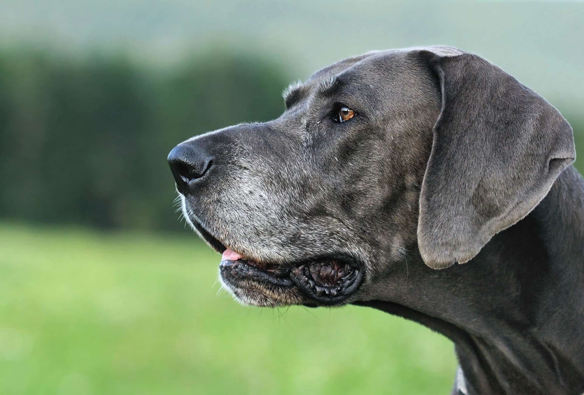 Senior Great Dane side profile.