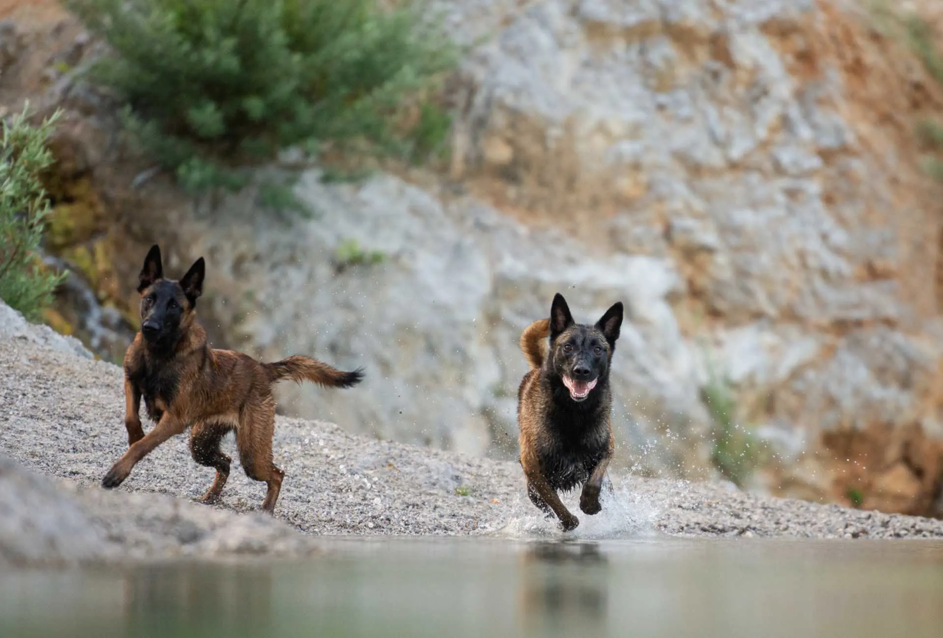 Two Belgian Malinois running into lake water.