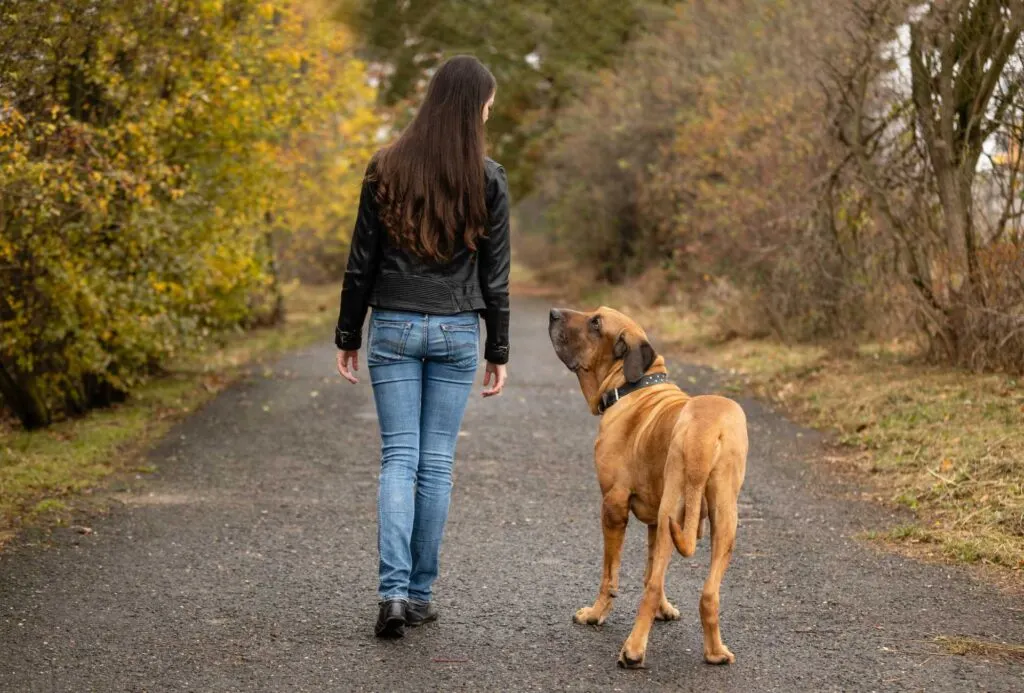 Young woman is walking a big Fila Brasiliero in autumn.
