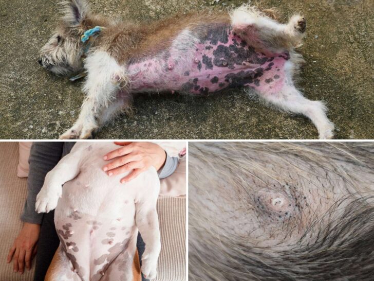 Compilation of three dogs with black spots on their belly. Showing a rash, breed-related spots, as well as multiple bumps.