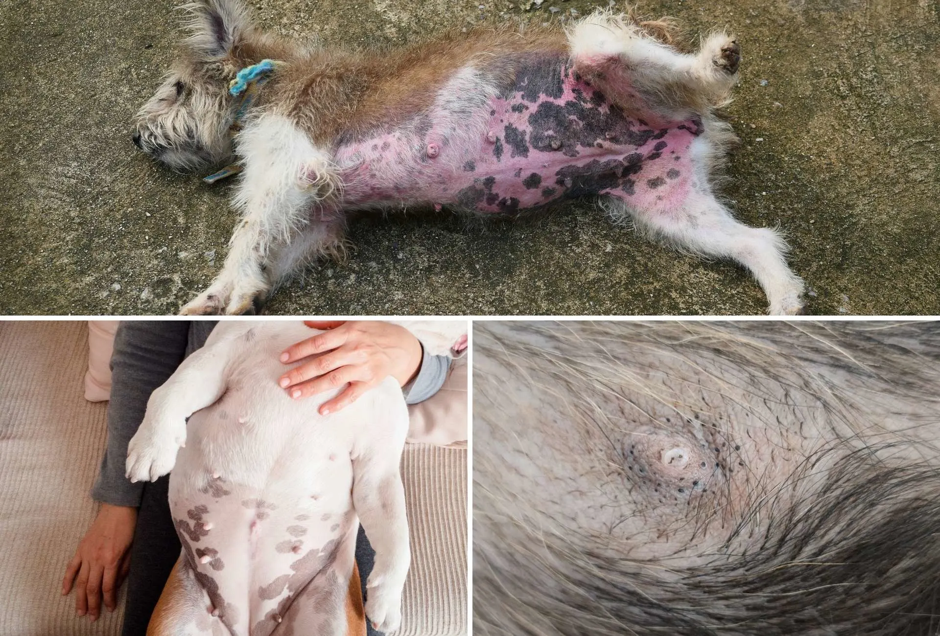 Compilation of three dogs with black spots on their belly. Showing a rash, breed-related spots, as well as multiple bumps.