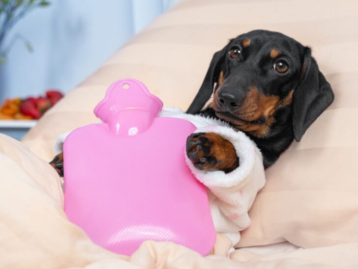 Dachshund in bed with a pink hot water bottle on her belly.