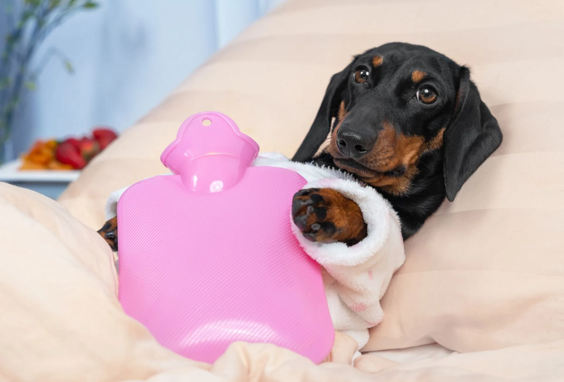 Dachshund in bed with a pink hot water bottle on her belly.