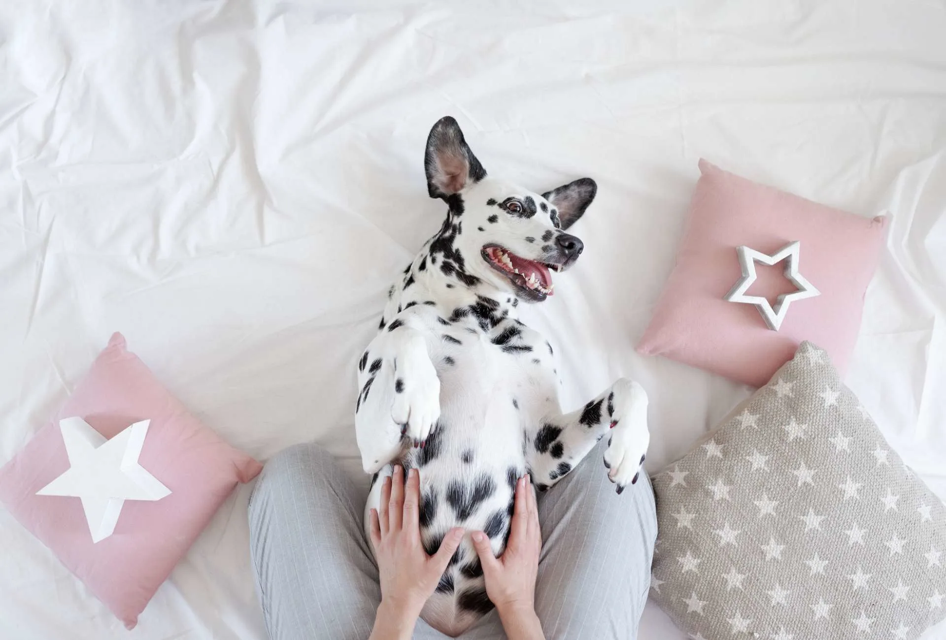 A Dalmatian is lying on her back and cuddled by a woman.