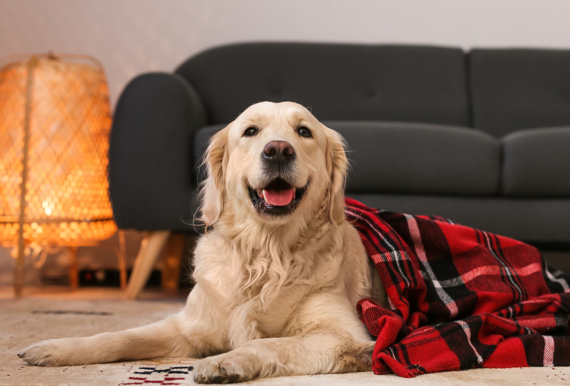 Golden Retriever wrapped in a red and black checkered blanket.