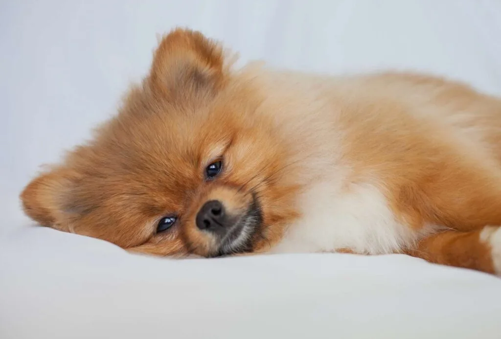 A Pomeranian is lying sideways and resting peacefully.