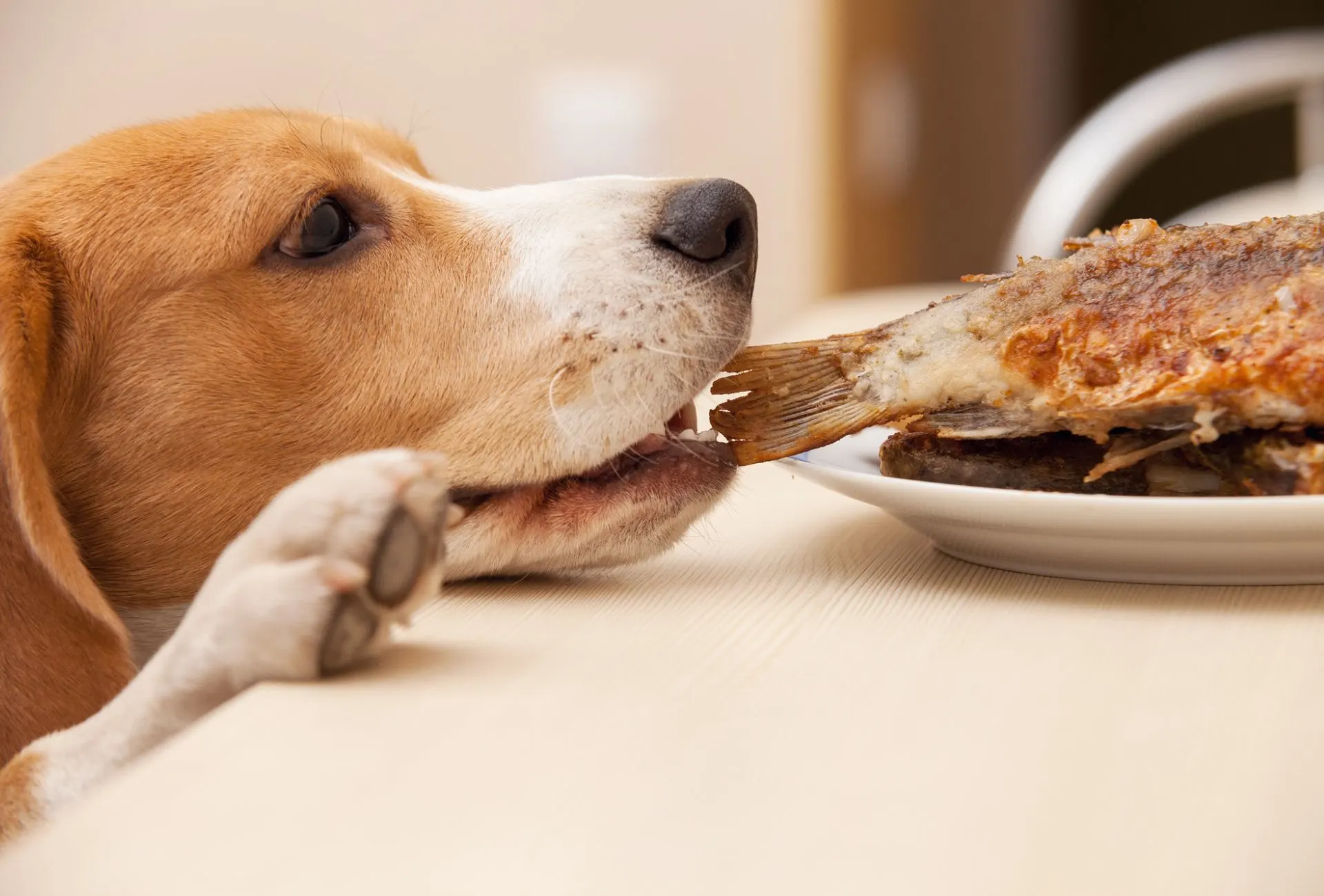 Beagle trying to steal a fried fish from the table.