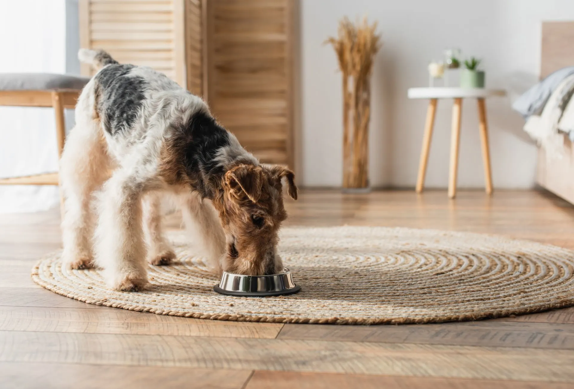 Wirehaired Fox Terrier eating his food from a bowl in the living room.