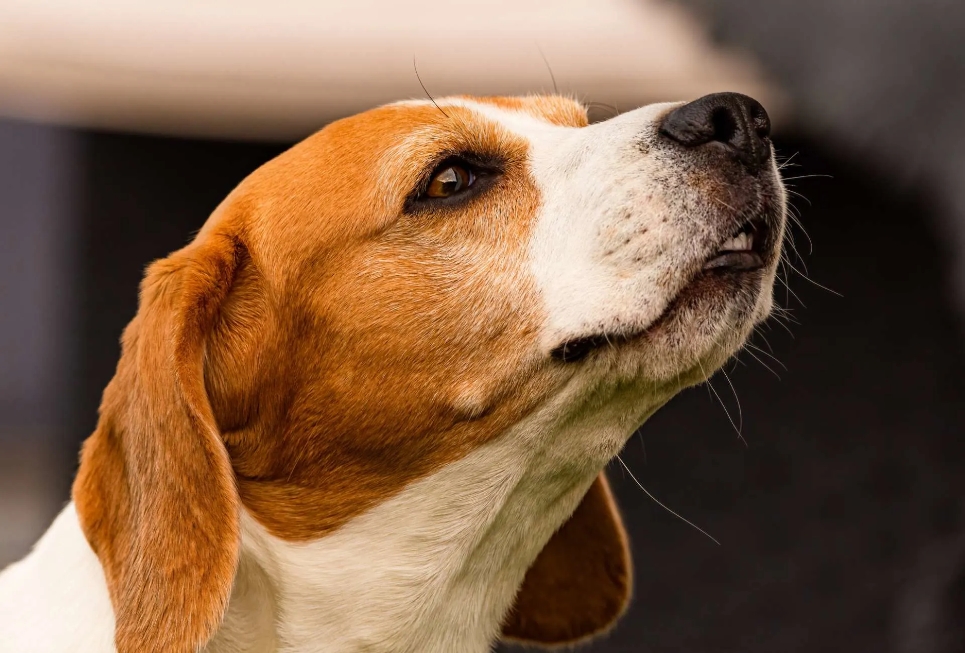 Close-up of a Beagle sniffing the air with their mouth lightly opened.