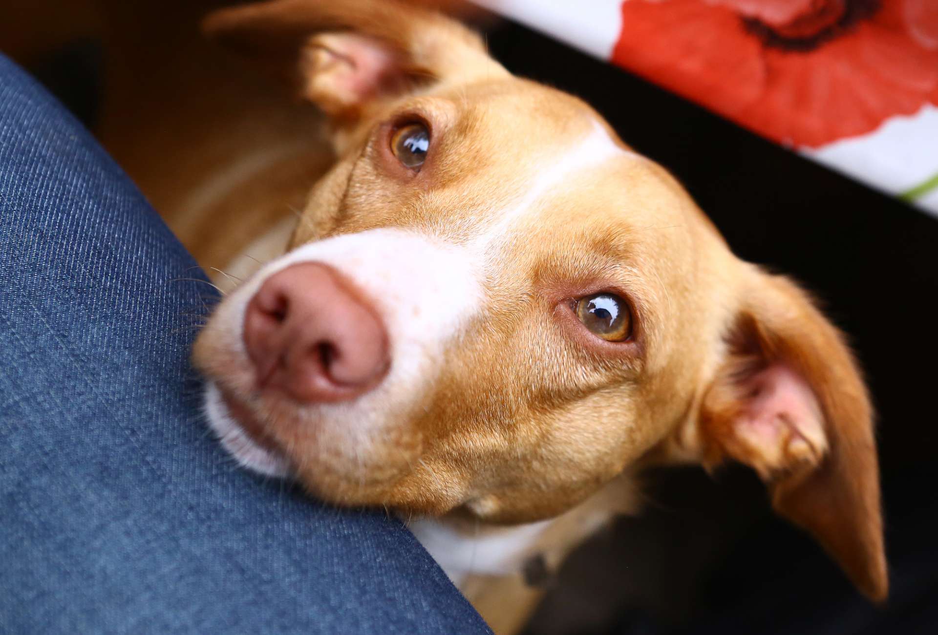 Dog places their snout on a person's leg and looks at them with soft eyes.