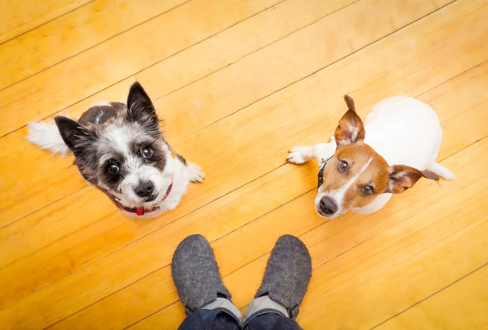 Two dogs with soft eyes looking up at a human inside a house with.