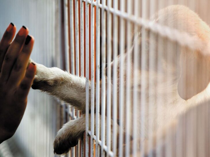A shelter dog's paw is touching a woman's hand through a gate.