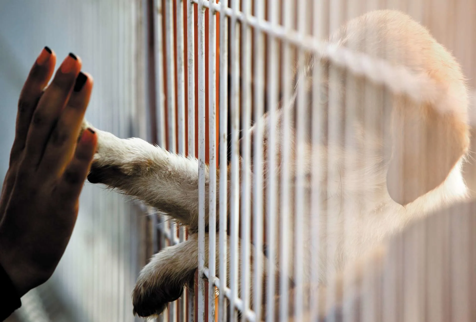 A shelter dog's paw is touching a woman's hand through a gate.