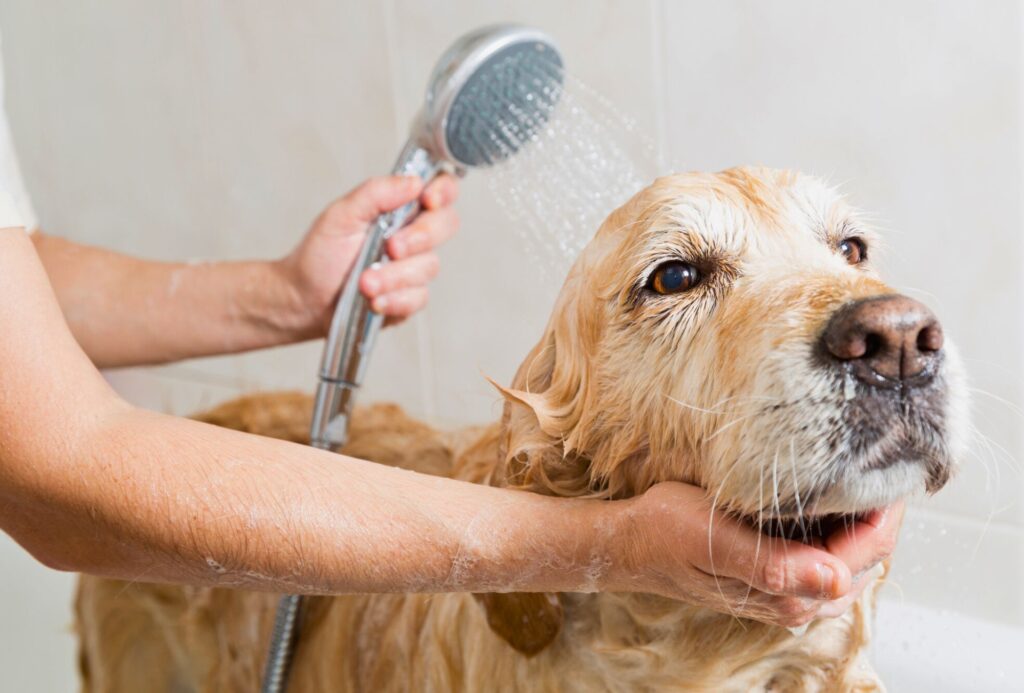 Golden Retriever getting washed in the tub.