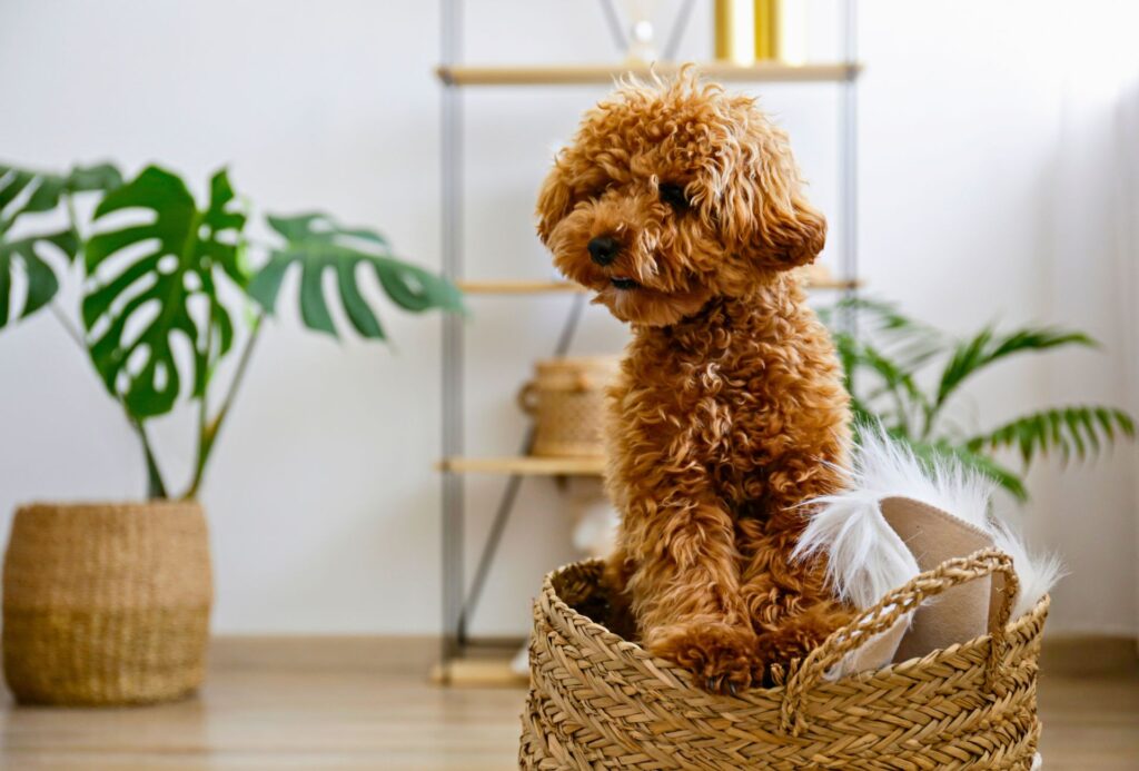 Brown Maltipoo in a plant basket in the living room.