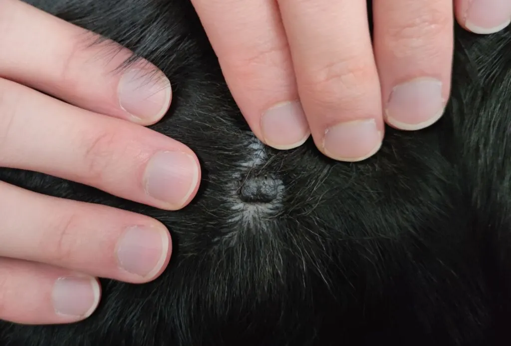 Black, raised mole on dog's shoulder.