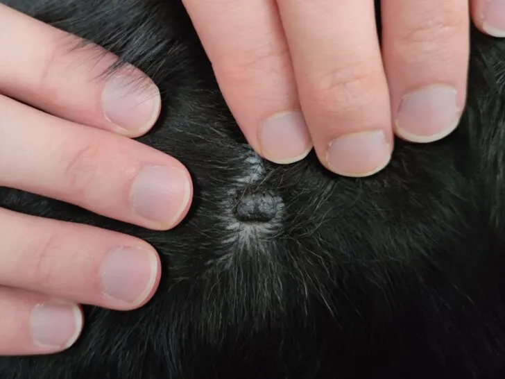 Black, raised mole on dog's shoulder.